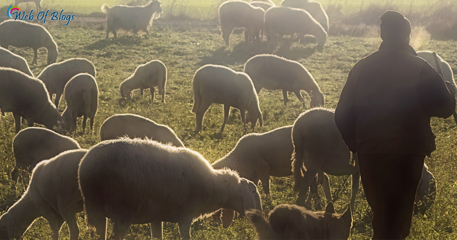 Shepherd Grazing his Sheep